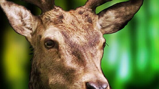 3D Deer Sniper Hunting Game 2017