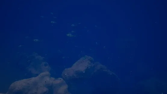 Halu: The Fish screenshot 10