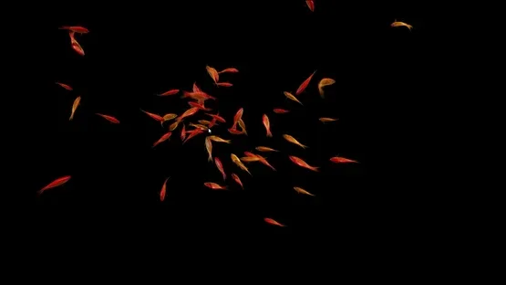 Goldfish Simulator screenshot 2