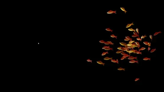 Goldfish Simulator screenshot 5