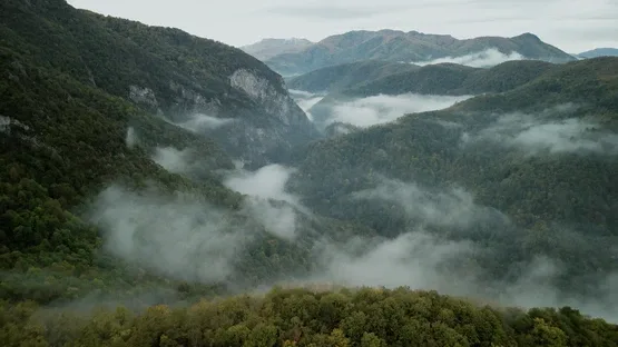 Wordless Forest screenshot 4