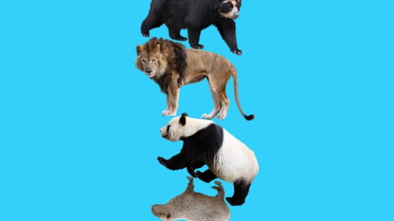 Animal Tower gameplay screenshot