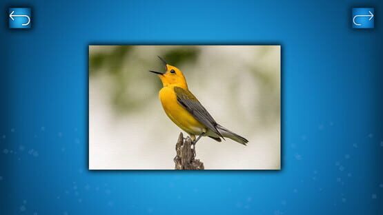 PUZZLE: BIRDS screenshot 1
