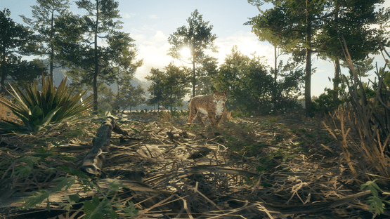 TheHunter: Call of the Wild - Rancho del Arroyo Screenshot