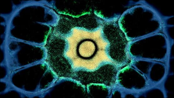 Physarum: Slime Mold Simulator cover