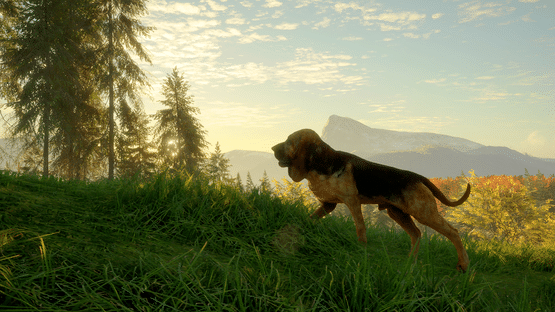 TheHunter: Call of the Wild - Bloodhound Screenshot