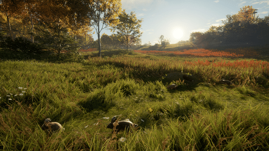 TheHunter: Call of the Wild - Free Species: European Rabbit Screenshot