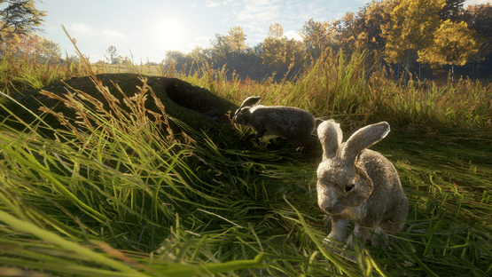 TheHunter: Call of the Wild - Free Species: European Rabbit Screenshot