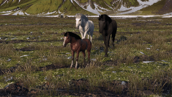 Horse Life: Find Horses in Open World, Survive in Wild Nature as a Foal or Pony Screenshot