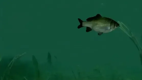 Reel Fishing screenshot 1
