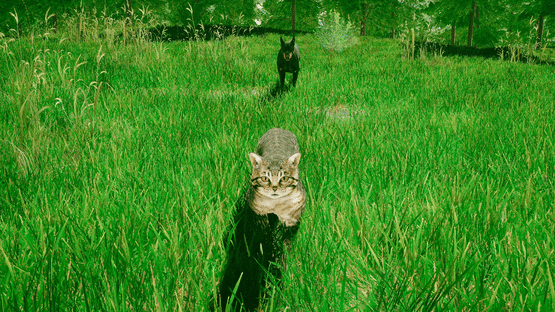 Cats Game Screenshot