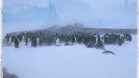 Attenborough's Antarctic: An Exploration of Life in the Freezer Screenshot