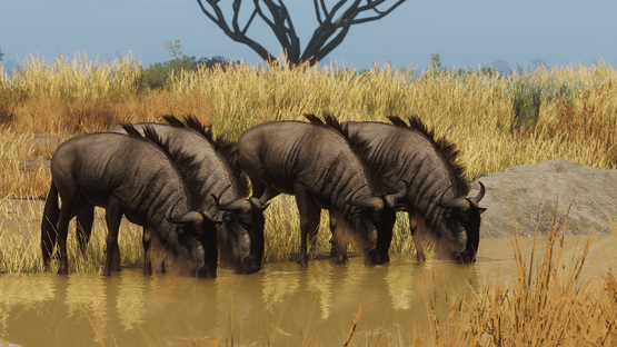 Planet Zoo: Grasslands Animal Pack Screenshot