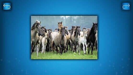 PUZZLE: ANIMALS screenshot 5
