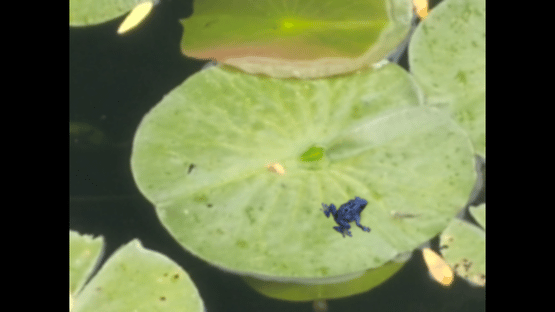 Floral Gutter Screenshot