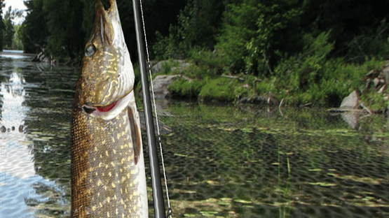 iFishing Screenshot