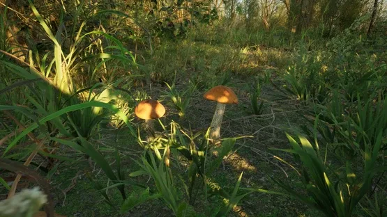Forest Doesn’t Care screenshot 5