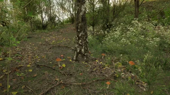Forest Doesn’t Care screenshot 9