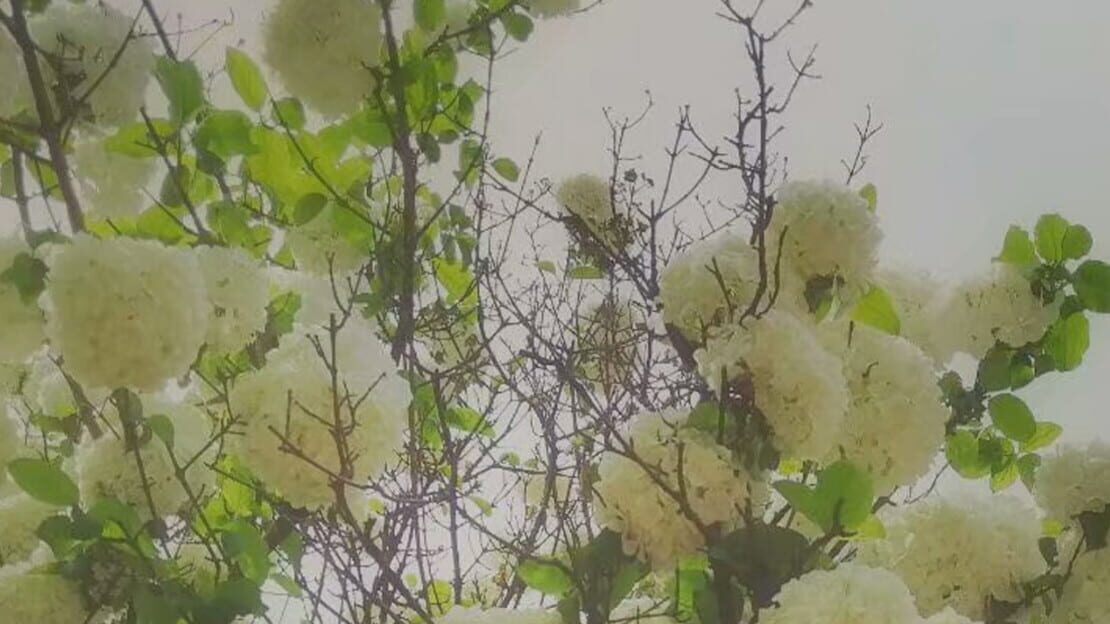 宣传原画 图片