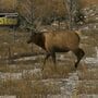 Elk Simulator