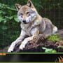 Jigsaw Puzzle Pack: Pixel Puzzles Ultimate - Wolves