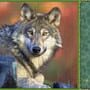 Jigsaw Puzzle Pack: Pixel Puzzles Ultimate - Wolves