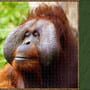 Jigsaw Puzzle Pack: Pixel Puzzles Ultimate - Primates