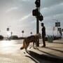 Wolf in the City