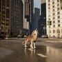 Wolf in the City