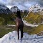 Horse Life: Find Horses in Open World, Survive in Wild Nature as a Foal or Pony