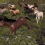 Horse Life: Find Horses in Open World, Survive in Wild Nature as a Foal or Pony