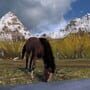 Horse Life: Find Horses in Open World, Survive in Wild Nature as a Foal or Pony