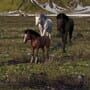 Horse Life: Find Horses in Open World, Survive in Wild Nature as a Foal or Pony