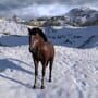 Horse Life: Find Horses in Open World, Survive in Wild Nature as a Foal or Pony