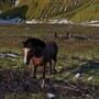 Horse Life: Find Horses in Open World, Survive in Wild Nature as a Foal or Pony