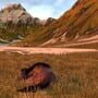 Horse Life: Find Horses in Open World, Survive in Wild Nature as a Foal or Pony