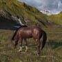 Horse Life: Find Horses in Open World, Survive in Wild Nature as a Foal or Pony