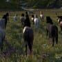 Horse Life: Find Horses in Open World, Survive in Wild Nature as a Foal or Pony