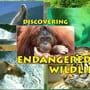 Discovering Endangered Wildlife