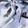 FreakOut: Extreme Freeride